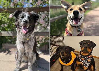 Colorado Springs Dog Training House of Dog Training Boarding&Behavior Center