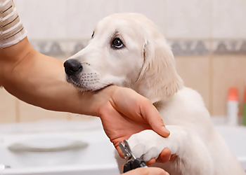 Orange Pet Grooming House of Paw