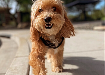 Houston Dog Walkers Houston Dog Butler