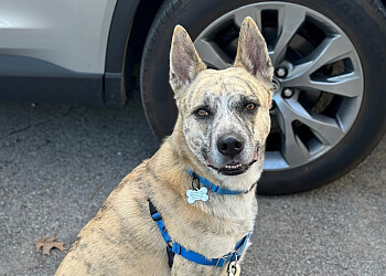 Houston Dog Walkers Houston Dog Butler