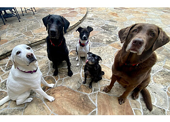 Dog Butler Houston Dog Walkers