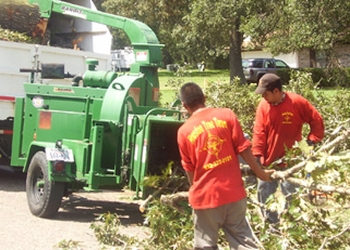 3 Best Tree Services in Houston, TX - Expert Recommendations