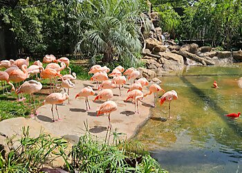 Houston Places To See Houston Zoo