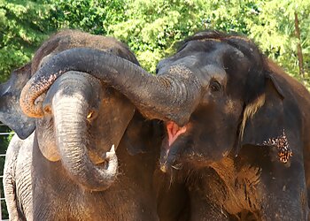 Houston Places To See Houston Zoo