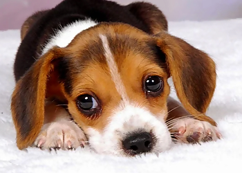 Chicago Pet Grooming Howlistic Grooming