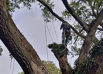 Lafayette Tree Services Hub City Tree & Preservation