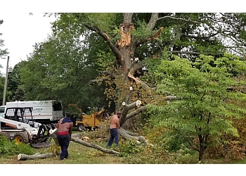 affordable stump and tree removal, 37167 Smyrna TN