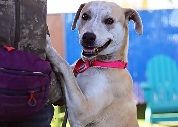 Tucson Dog Training Humane Society of Southern Arizona
