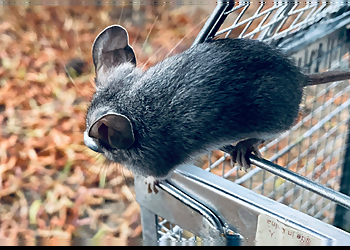 San Francisco Animal Removal Humane Wildlife Control Inc