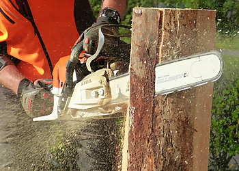 Daly City Tree Services Imperial Tree Removal Service