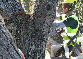 Imperial Tree Removal Service Daly City Tree Services