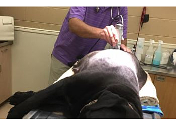 Independence Veterinary Clinics Independence Animal Hospital