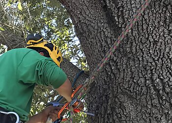 Tampa Tree Services Independent Tree Service, Inc.