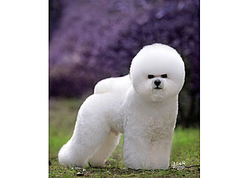 Thousand Oaks Pet Grooming Indiana Bones