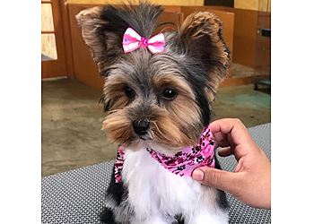 Thousand Oaks Pet Grooming Indiana Bones