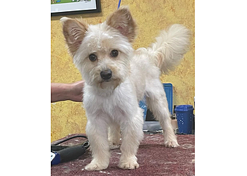 Simi Valley Pet Grooming Indiana Bones and the Temple of Groom