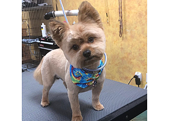 Simi Valley Pet Grooming Indiana Bones and the Temple of Groom