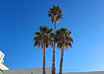 Los Angeles Tree Services Inexpensive Tree Services