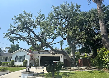 Los Angeles Tree Services Inexpensive Tree Services