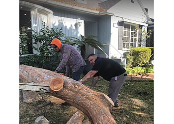 Los Angeles Tree Services Inexpensive Tree Services