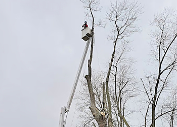 Fort Wayne Tree Services Infinity Outdoor Services