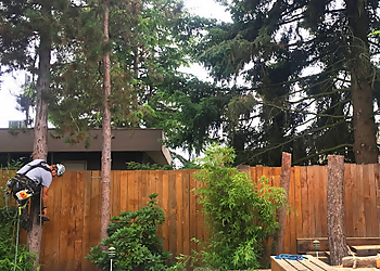 Kent Tree Services Infinity Tree Services LLC