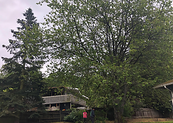 Kent Tree Services Infinity Tree Services LLC