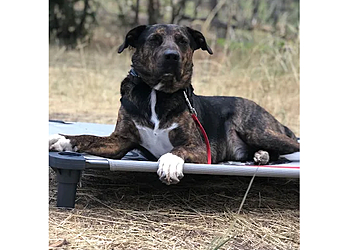Innovative K9 - Salt Lake City, UT Dog Training
