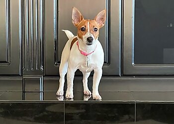 Henderson Veterinary Clinics Inspirada Animal Hospital