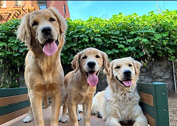 New York Dog Training Instinct Dog Behavior & Training