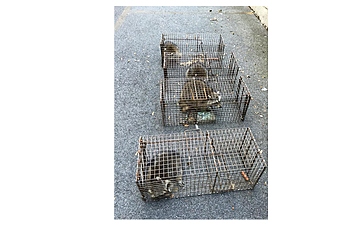 Yonkers Animal Removal Intrepid Wildlife Services