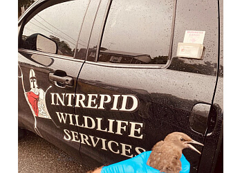 Intrepid Wildlife Services Yonkers Animal Removal