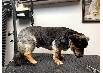 New York Veterinary Clinics Inwood Animal Clinic