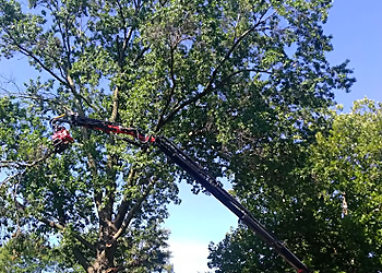 Overland Park Tree Services Iron Giant Tree Removal