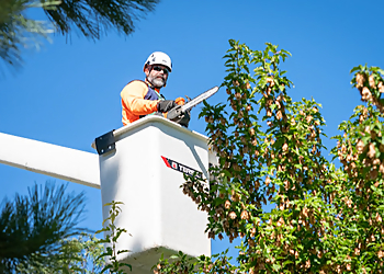 Aurora Tree Services Ironwood Earthcare