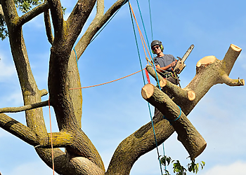 Aurora Tree Services Ironwood Earthcare