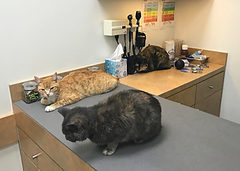 Irvine Valley Veterinary Hospital - Irvine, CA Veterinary Clinics - Clinic Interior Image