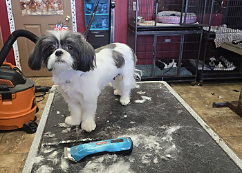 Professional Dog Grooming