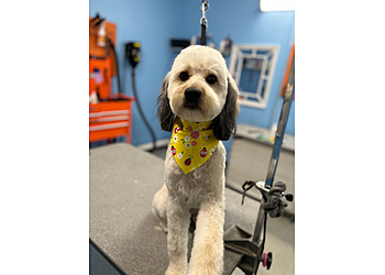 Island Dog Pet Wash & Market - Charleston, SC Pet Grooming - Service Image