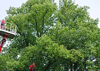 Honolulu Tree Services Island Ohana Tree & Landscaping Services LLC