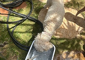 Honolulu Dog Walkers Island Paws Retreat