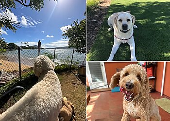 Honolulu Dog Walkers Island Paws Retreat