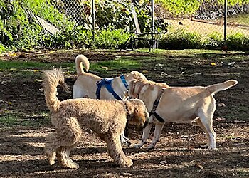 Island Paws Retreat Honolulu Dog Walkers image 1