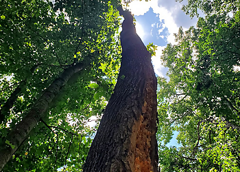 Hialeah Tree Services Israel Landscaping & Tree Service