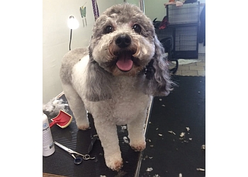 3 Best Pet Grooming in Yonkers, NY - Expert Recommendations