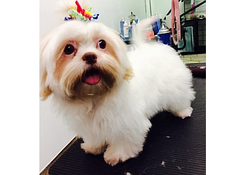 3 Best Pet Grooming in Yonkers, NY - Expert Recommendations