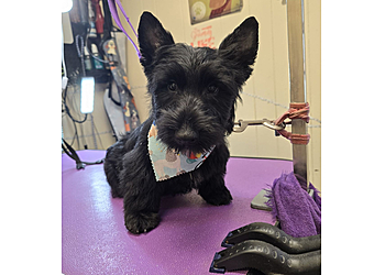 Knoxville Pet Grooming It's a R-R-Ruff Life