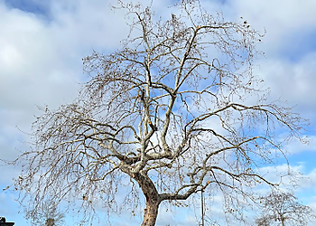 Pomona Tree Services JBS Tree Care