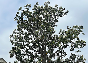 Pomona Tree Services JBS Tree Care