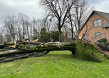 Huntsville Tree Services J&C Tree Experts